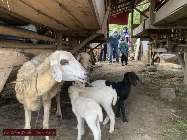 Integrasi Pertanian dengan Peternakan : Ternak Kambing